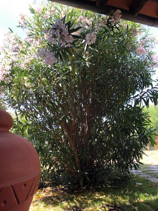 Villetta Reparata 圣特雷莎加卢拉 外观 照片
